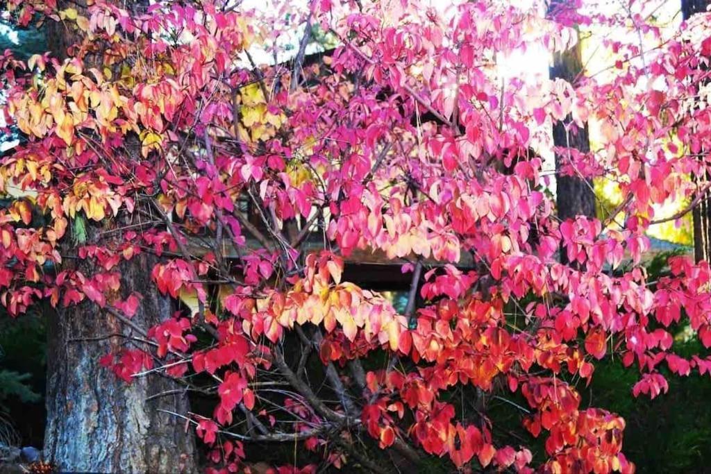 1 B1b Cabin/walk To Lake/boulder Bay Park *